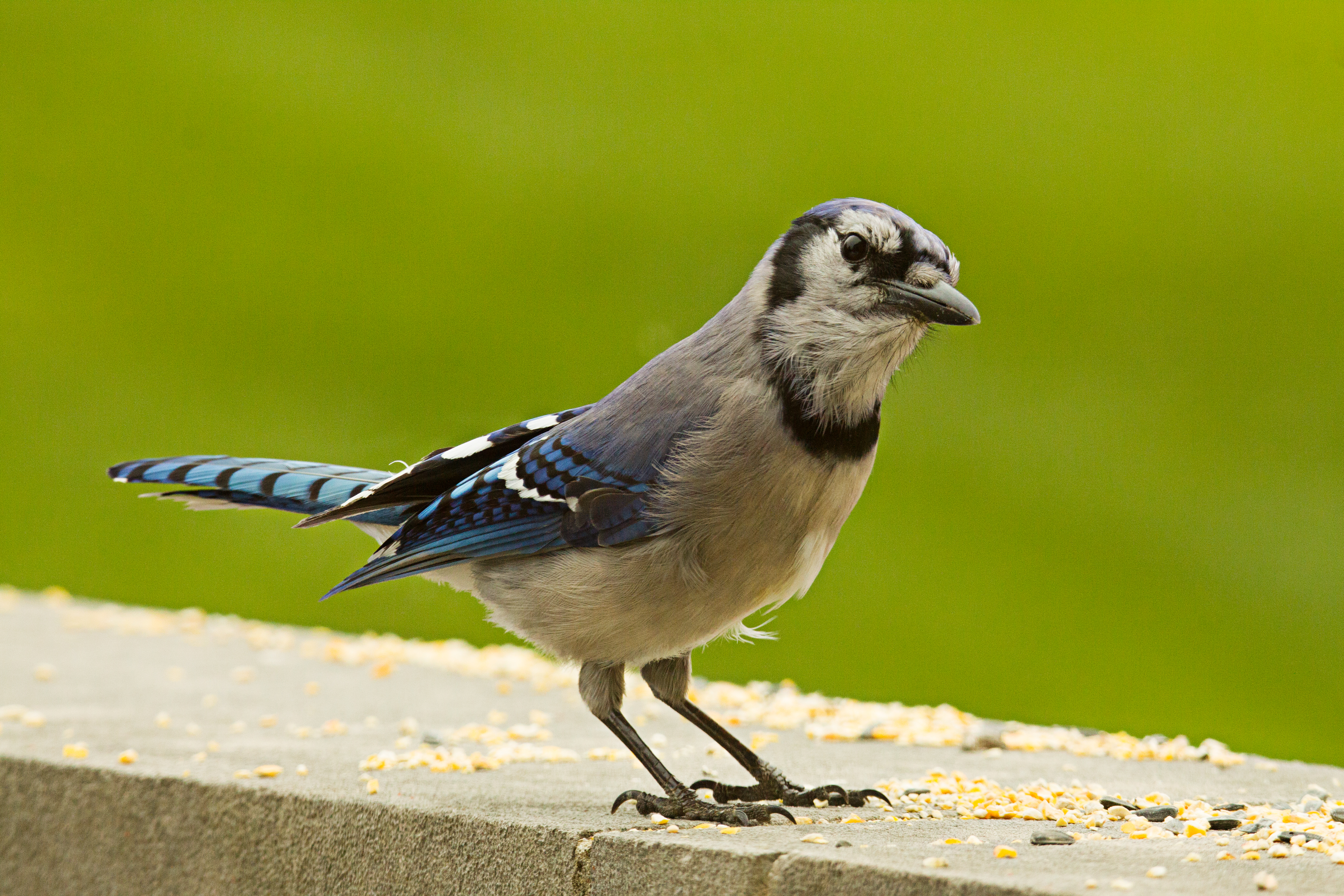 Blue Jay
