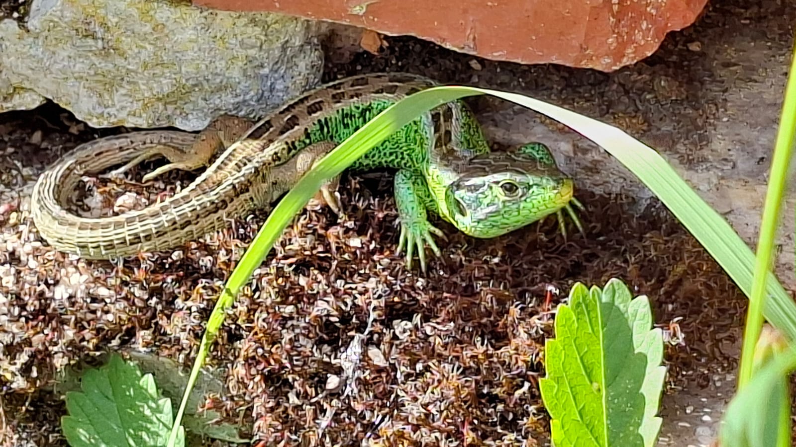 Mauereidechse im Garten