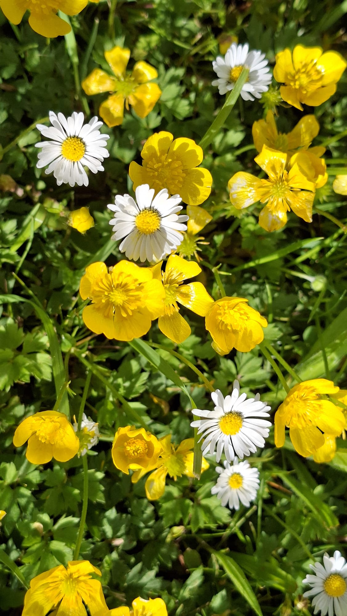 Frühlingswiese mit Hahnenfuß und Gänseblümchen