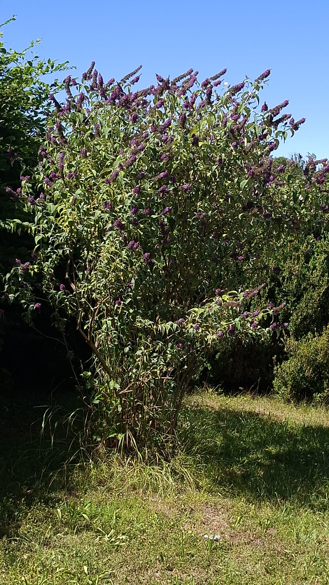 Sommerflieder in Blüte
