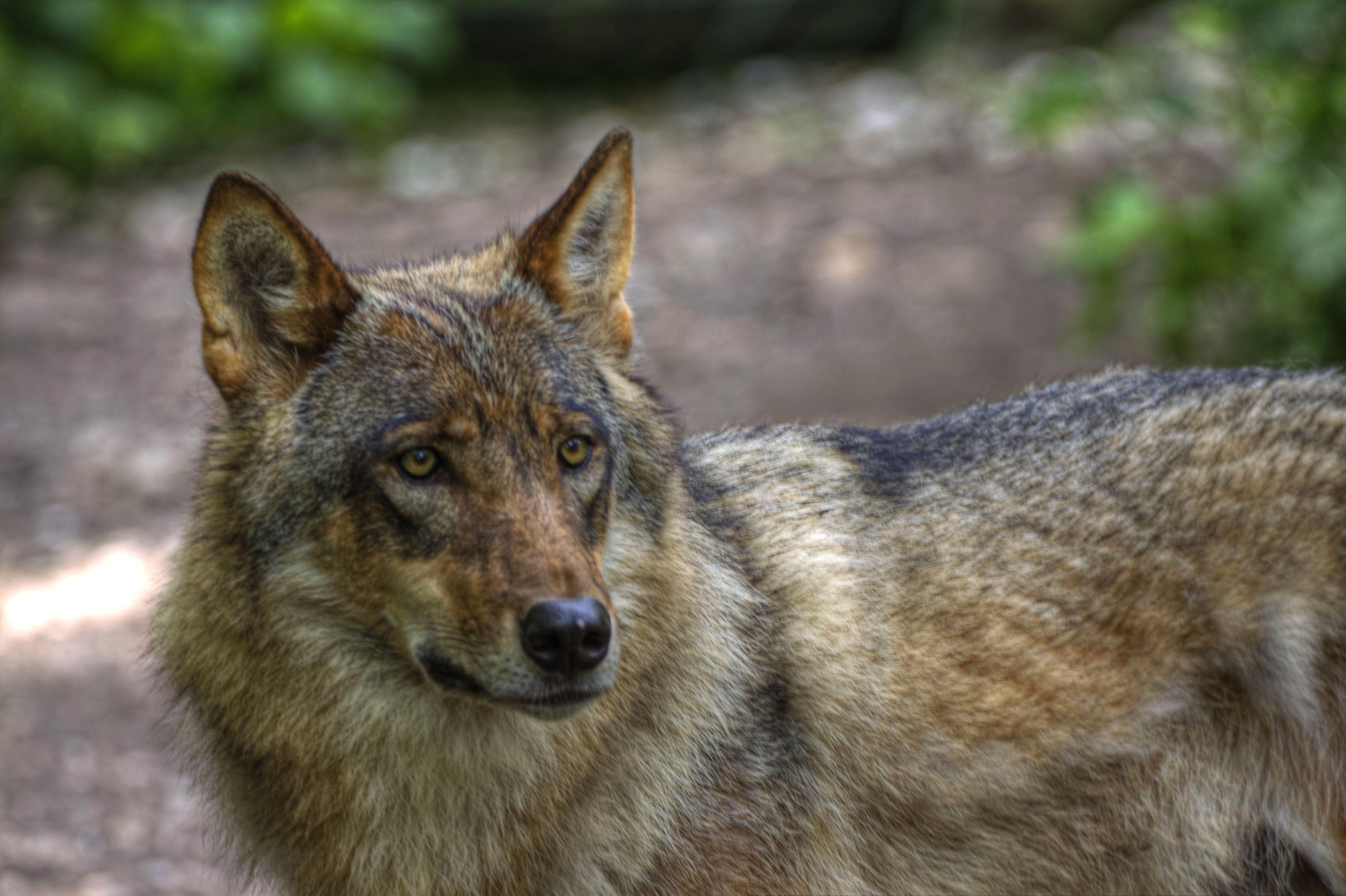 Wolf Hellabrunn